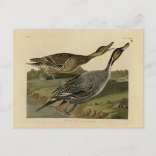 Pin-tailed Duck - van de Amerikaanse vogels van Au Briefkaart