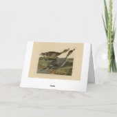 Pin-tailed Duck - van de Amerikaanse vogels van Au Kaart (Achterkant)