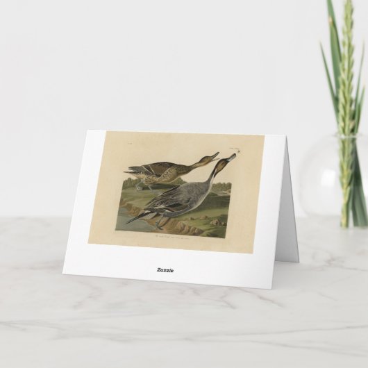 Pin-tailed Duck - van de Amerikaanse vogels van Au Kaart (Achterkant)