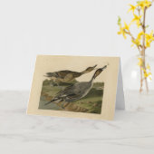 Pin-tailed Duck - van de Amerikaanse vogels van Au Kaart (Gele Bloem)