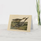 Pin-tailed Duck - van de Amerikaanse vogels van Au Kaart (Voorkant)