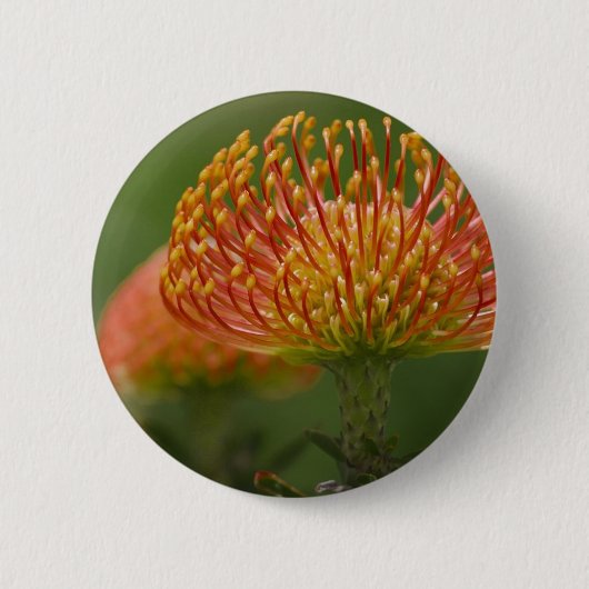 Pincushion Protea Ronde Button 5,7 Cm (Voorkant)