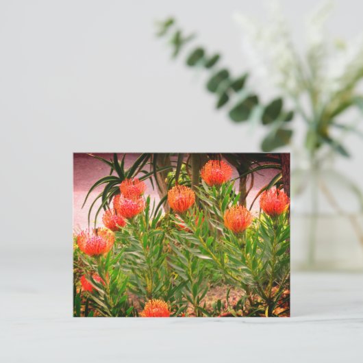 Pincushion Tango #1-1 Briefkaart (Staand voorkant)