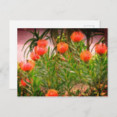 Pincushion Tango #1-1 Briefkaart (Voorkant / Achterkant)