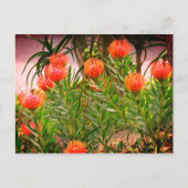 Pincushion Tango #1-1 Briefkaart (Voorkant)