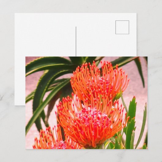 Pincushion Tango #1-2 Briefkaart (Voorkant / Achterkant)