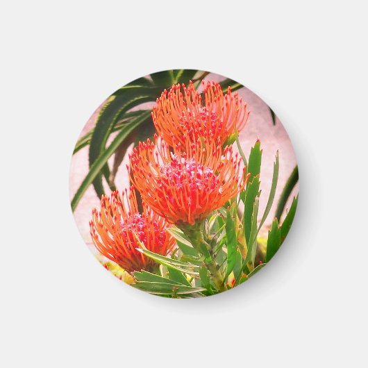 Pincushion Tango #1 Magnet (Voorkant)