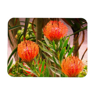 Pincushion Tango #1 Magnet Magneet