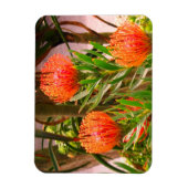 Pincushion Tango #1 Magnet Magneet (Verticaal)