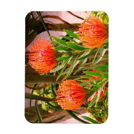 Pincushion Tango #1 Magnet Magneet (Verticaal)