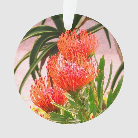 Pincushion Tango #1 Ornament (voorkant)