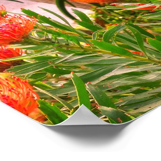 Pincushion Tango #1 Poster (Hoek)