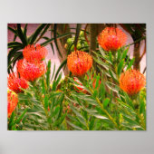 Pincushion Tango #1 Poster (Voorkant)