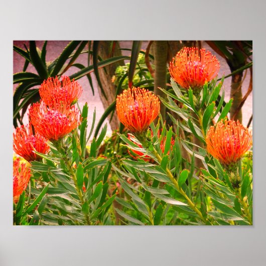 Pincushion Tango #1 Poster (Voorkant)