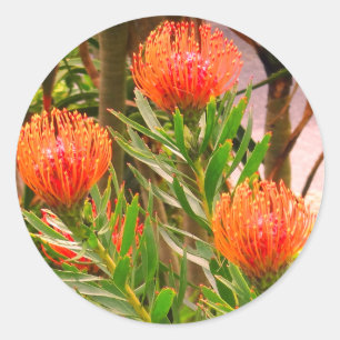 Pincushion Tango #1 Sticker