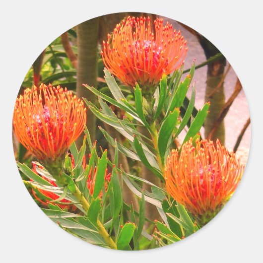 Pincushion Tango #1 Sticker (Voorkant)