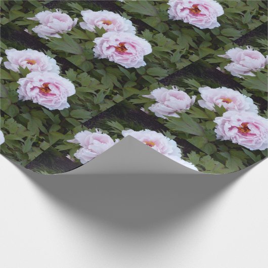  pinda's cadeaupapier (Hoek)