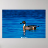 Pindenduck Poster (Voorkant)