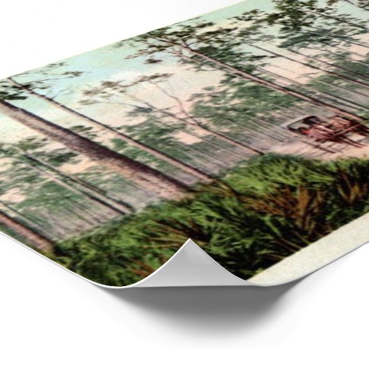 Pine Barrens van Florida Poster (Hoek)