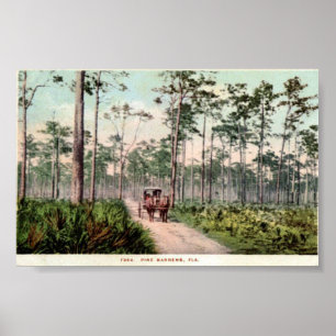 Pine Barrens van Florida Poster