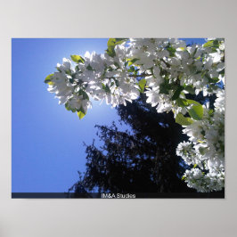 Pine Behind White Floral Tree Blossom Poster