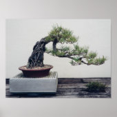 Pine Bonsai Poster (Voorkant)
