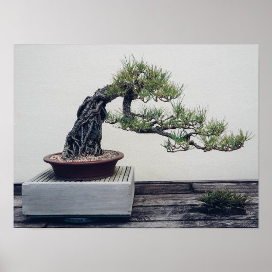 Pine Bonsai Poster (Voorkant)