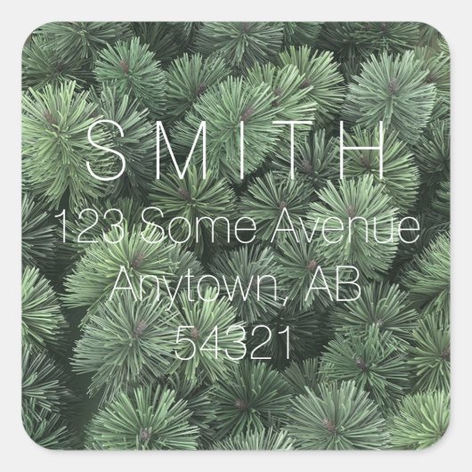 Pine Branches Evergreen Fir Tree Needles Winter Vierkante Sticker (Voorkant)