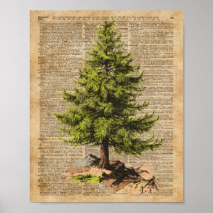 Pine,Cedar-boom,kerstboomkunst, kunstwerk, Poster