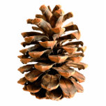 Pine Cone Fotobeeldje Magneet<br><div class="desc">Een digitale weergave van een dennenkegel van Ma'alot-Tarshiha in Noord-Israël, het Galilea. De Aleppo Pine (Pinus halpensis), ook bekend als de Jerusalem Pine, is de enige soort wilde dennenbomen die in Israël groeit. Het is algemeen aanvaard dat de boom die nu 'pijnboom' wordt genoemd de bijbelse 'olieramp' is, zoals in...</div>