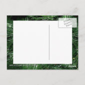 Pine Cone met Ivy Briefkaart (Achterkant)