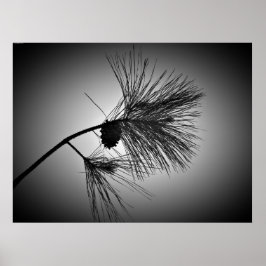 Pine Cone on Branch - Noir Poster