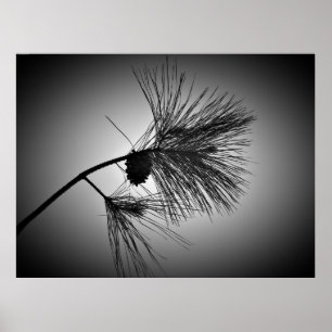 Pine Cone on Branch - Noir Poster