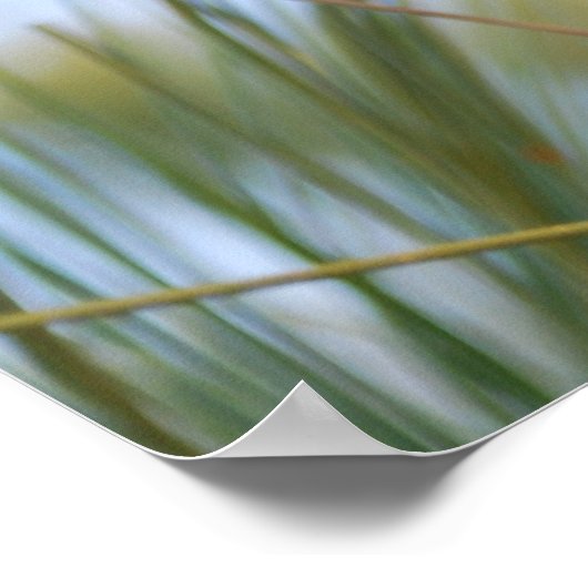 Pine Cone Poster (Hoek)