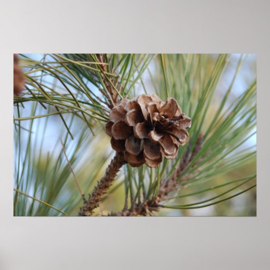 Pine Cone Poster (Voorkant)