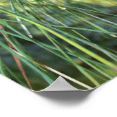 Pine Cone Poster (Hoek)