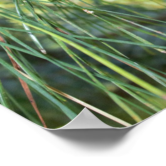 Pine Cone Poster (Hoek)