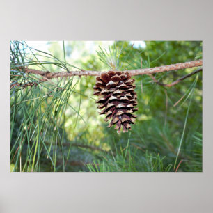 Pine Cone Poster