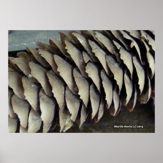 Pine Cone Poster (Voorkant)