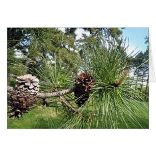Pine Cones