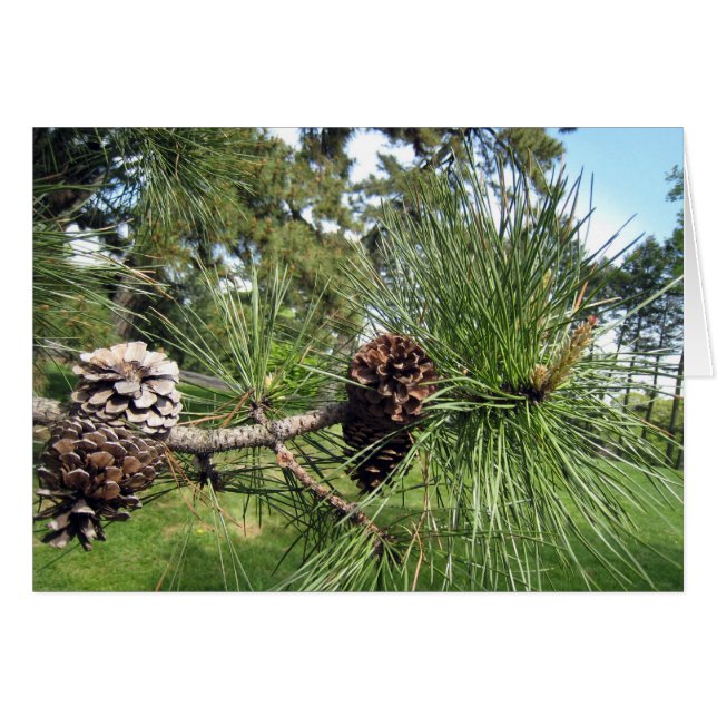 Pine Cones (Voorkant Horizontaal)