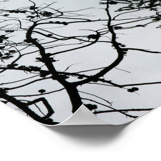 Pine Cones Branches Silhouette Fotografie Poster (Hoek)