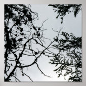 Pine Cones Branches Silhouette Fotografie Poster (Voorkant)