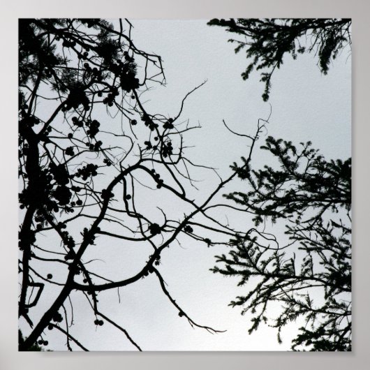 Pine Cones Branches Silhouette Fotografie Poster (Voorkant)