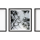 Pine Cones Branches Silhouette Fotografie Poster
