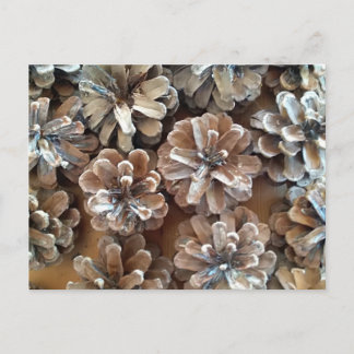 Pine Cones Briefkaart