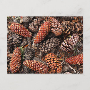 Pine Cones Briefkaart