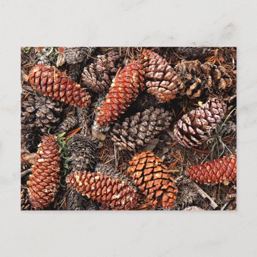Pine Cones Briefkaart (Voorkant)
