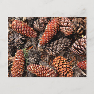 Pine Cones Briefkaart
