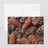 Pine Cones Briefkaart (Voorkant / Achterkant)